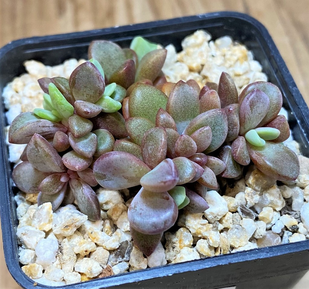 SH26176 Echeveria ‘Rezry’ - Image 2