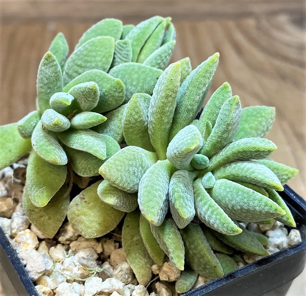 SH26177 Crassula tecta hybrid