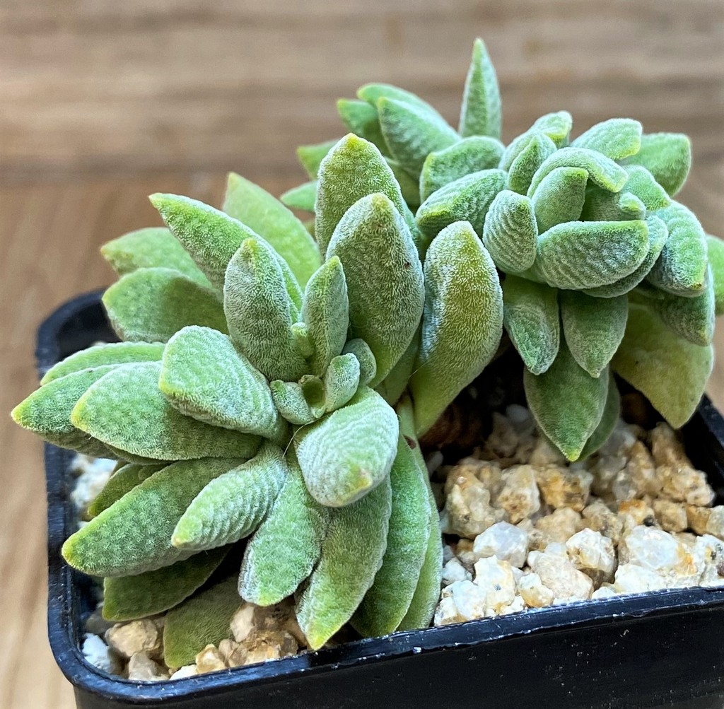 SH26177 Crassula tecta hybrid - Image 2
