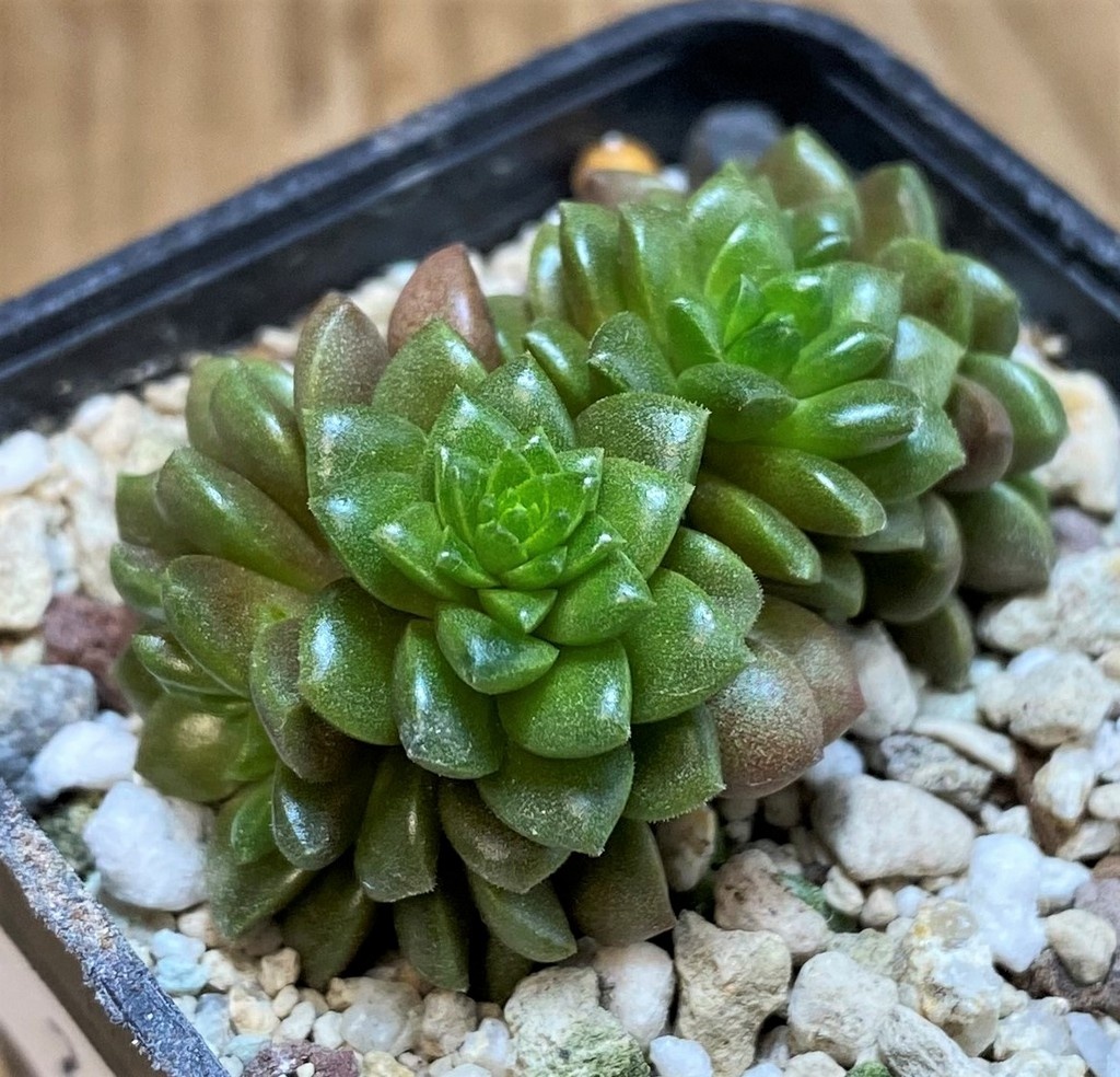 SH26179 Cremnosedum ‘Little Gem’ - Image 2