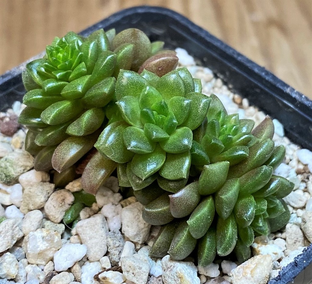 SH26179 Cremnosedum ‘Little Gem’