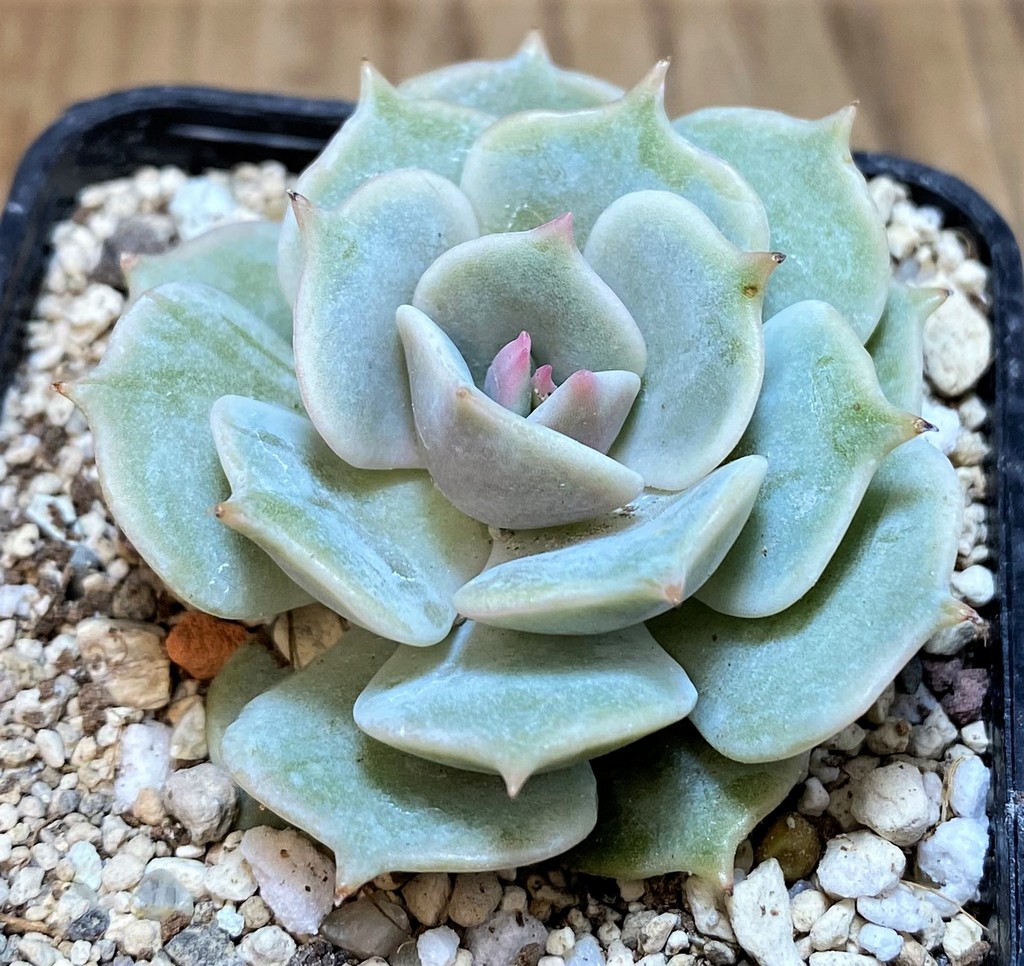 SH26185 Echeveria 'Lola'