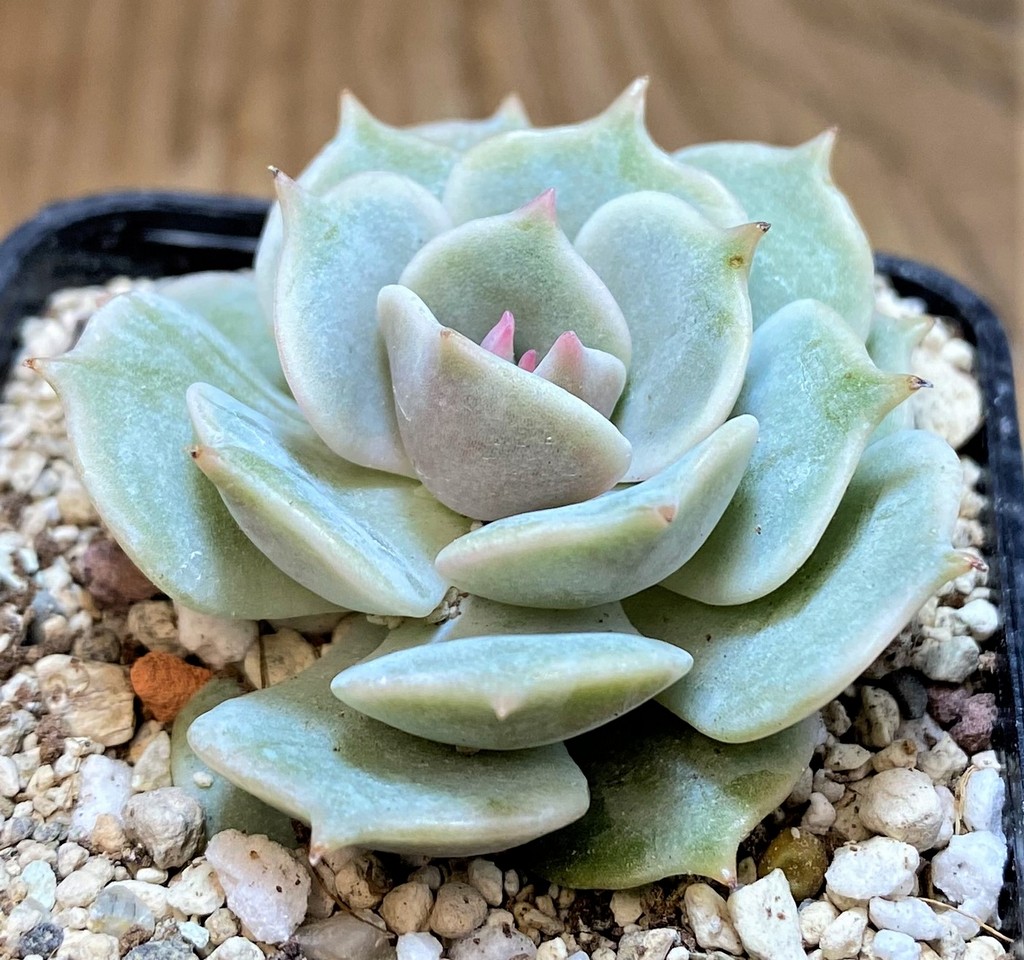SH26185 Echeveria 'Lola' - Image 2