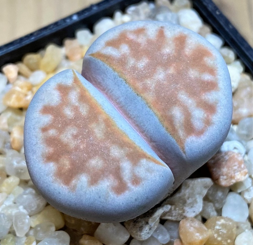 SH26134 Lithops karasmontana -Grunau-