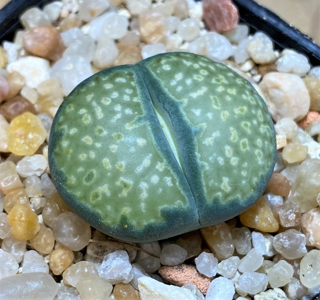 SH26136 Lithops salicola 'Malachite'