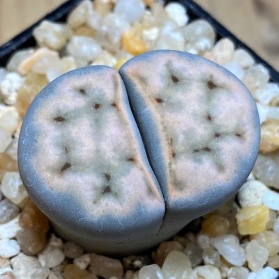 SH26139 Lithops karasmontana