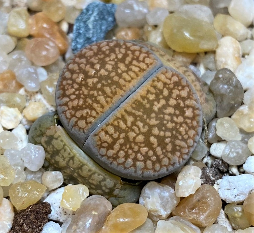 SH26141 Lithops aucampiae
