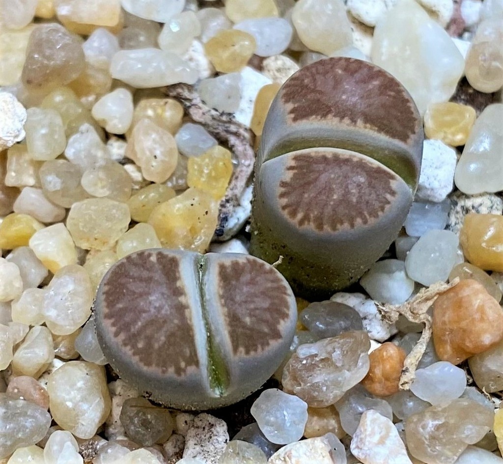 SH26142 Lithops julii ‘Kikushogiyoku’ hybrid