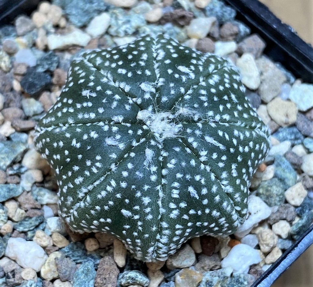 SH26144 Astrophytum asterias 'Star Shape'