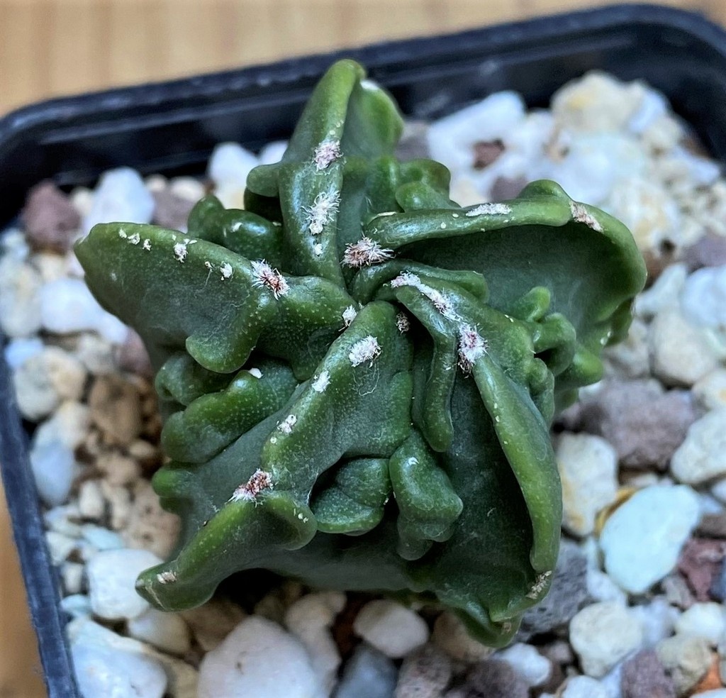 SH26146 Astrophytum myriostigma 'Fukuryu'