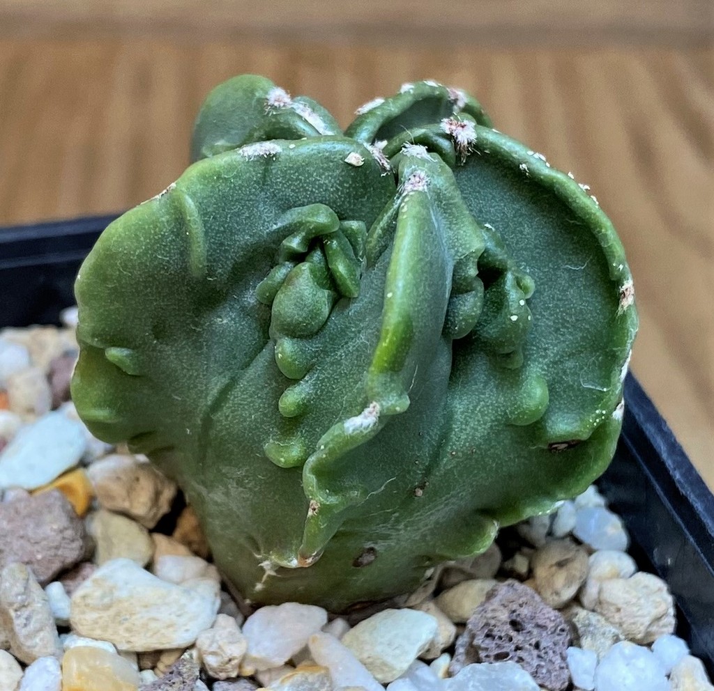 SH26146 Astrophytum myriostigma 'Fukuryu' - Image 2