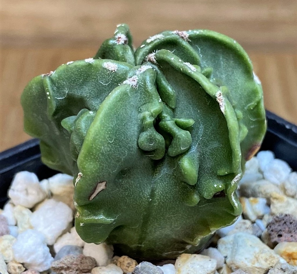 SH26146 Astrophytum myriostigma 'Fukuryu' - Image 3