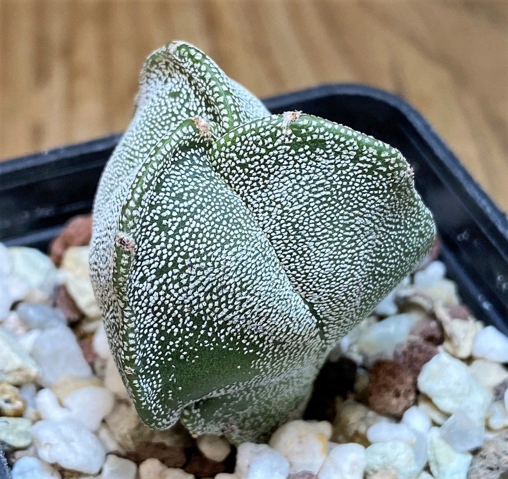 SH26147 Astrophytum myriostigma v. tricostatum