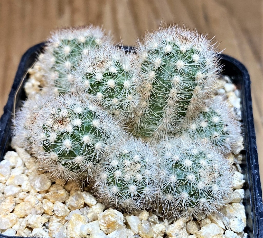 SH26148 Pygmaeocereus rowleyanus - Image 2