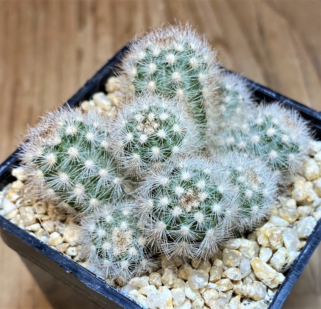 SH26148 Pygmaeocereus rowleyanus