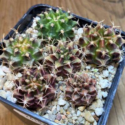 SH26152 Gymnocalycium mihanovichii hybrid mix