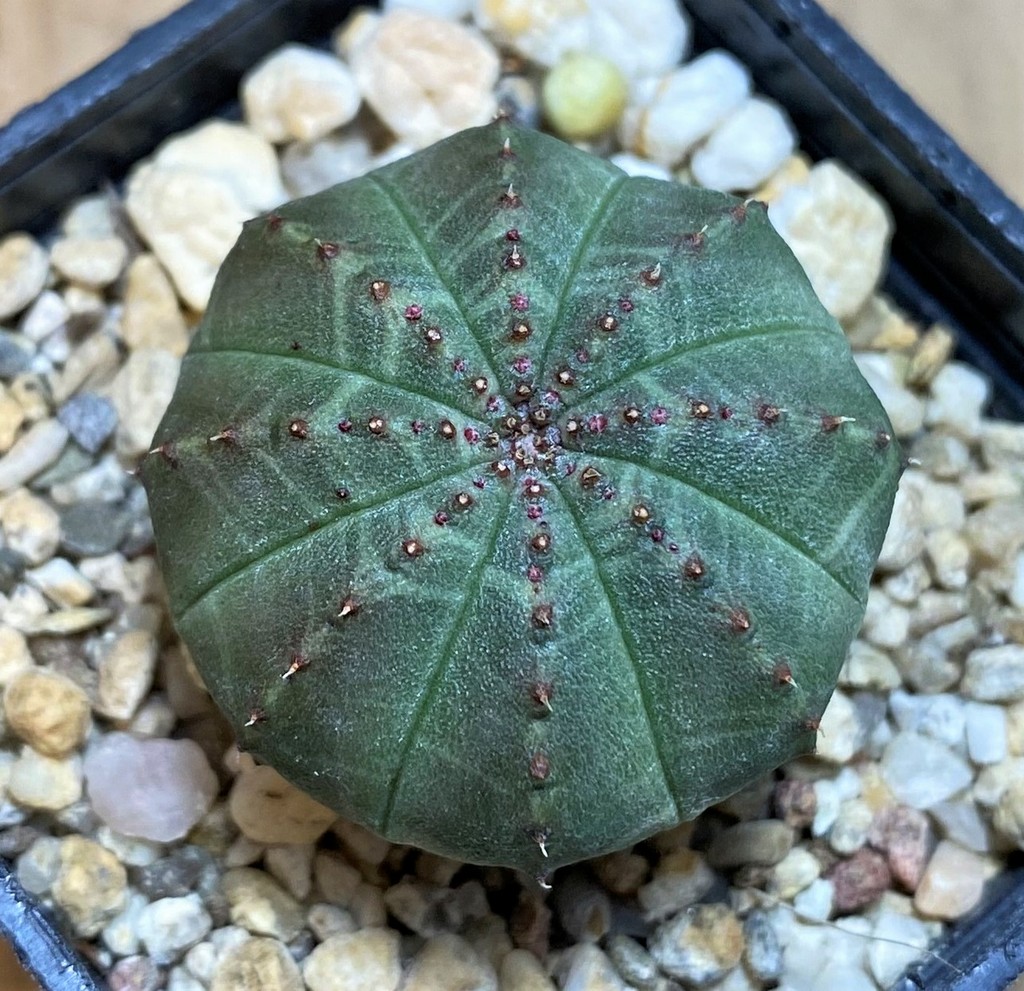 SH26154 Euphorbia obesa