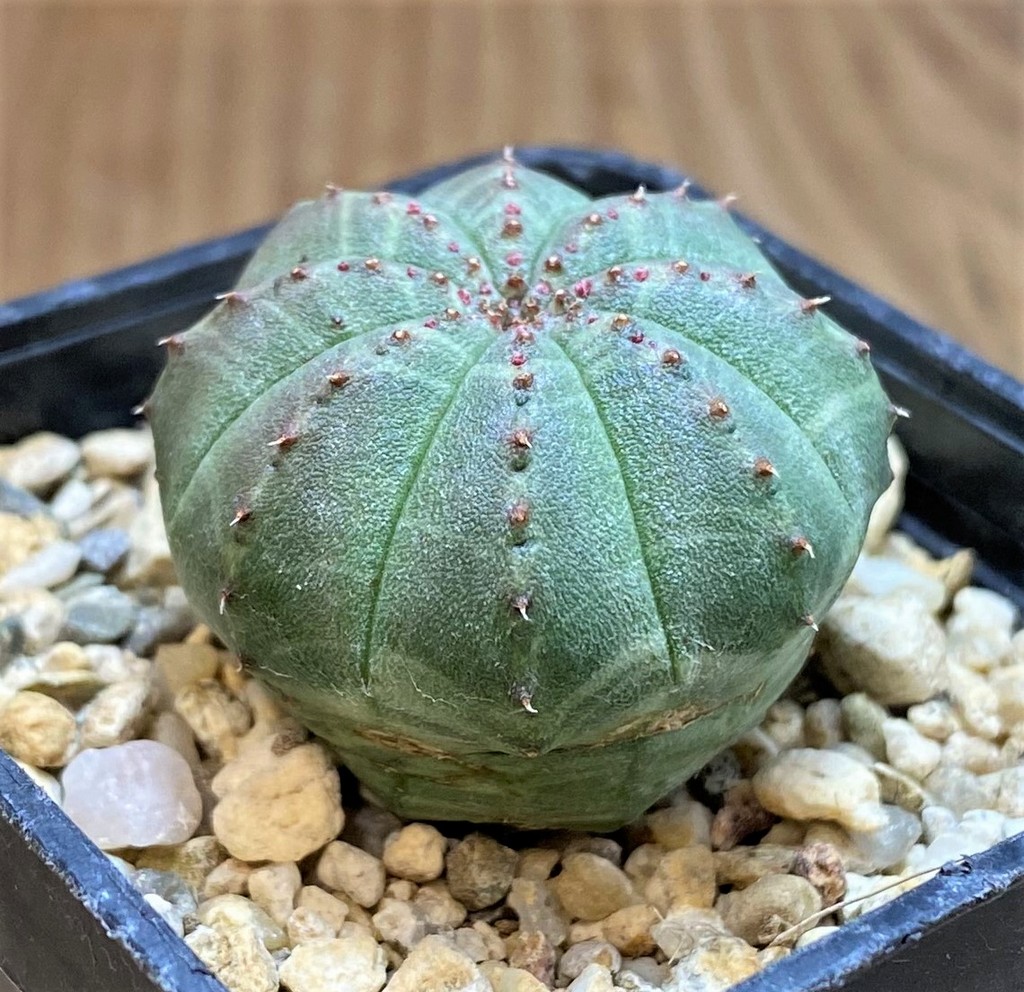 SH26154 Euphorbia obesa - Image 2