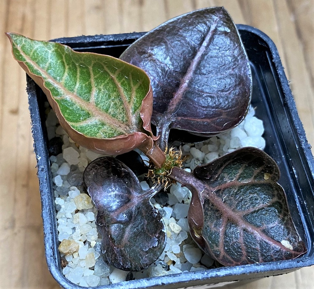 SH26156 Euphorbia francoisii hybrid