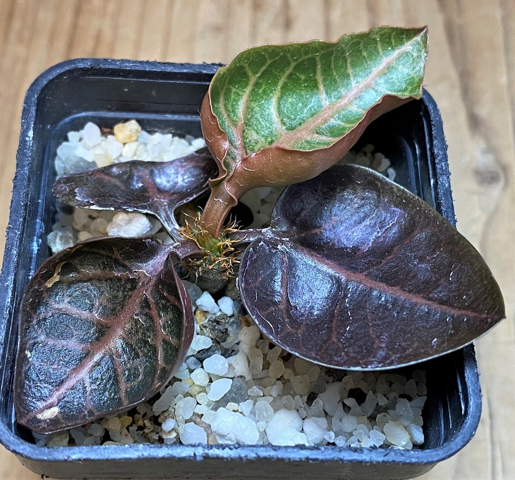 SH26156 Euphorbia francoisii hybrid - Image 2
