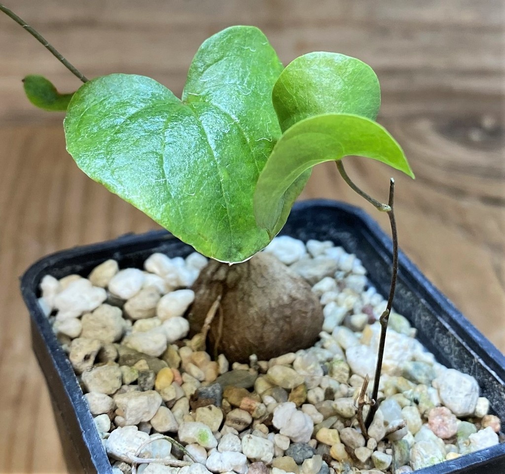 SH26161 Dioscorea elephantipes, 2 plants, seedling