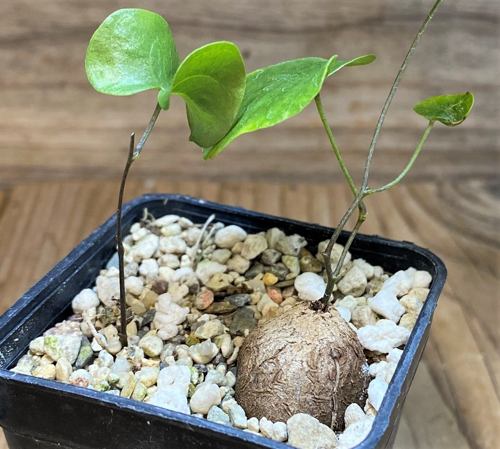 SH26161 Dioscorea elephantipes, 2 plants, seedling - Image 2