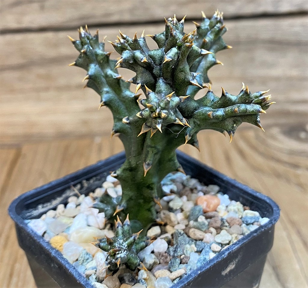 SH26162 Edithcolea grandis, seedling - Image 2