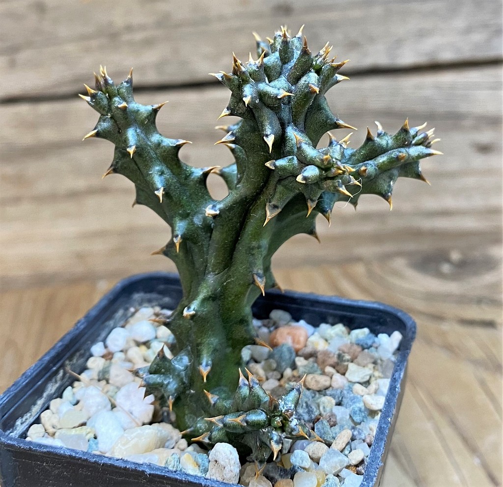 SH26162 Edithcolea grandis, seedling