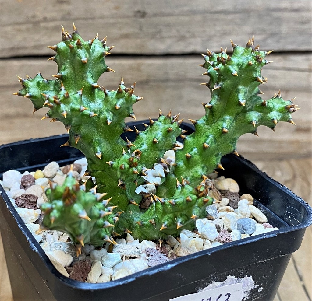 SH26163 Edithcolea grandis, seedling