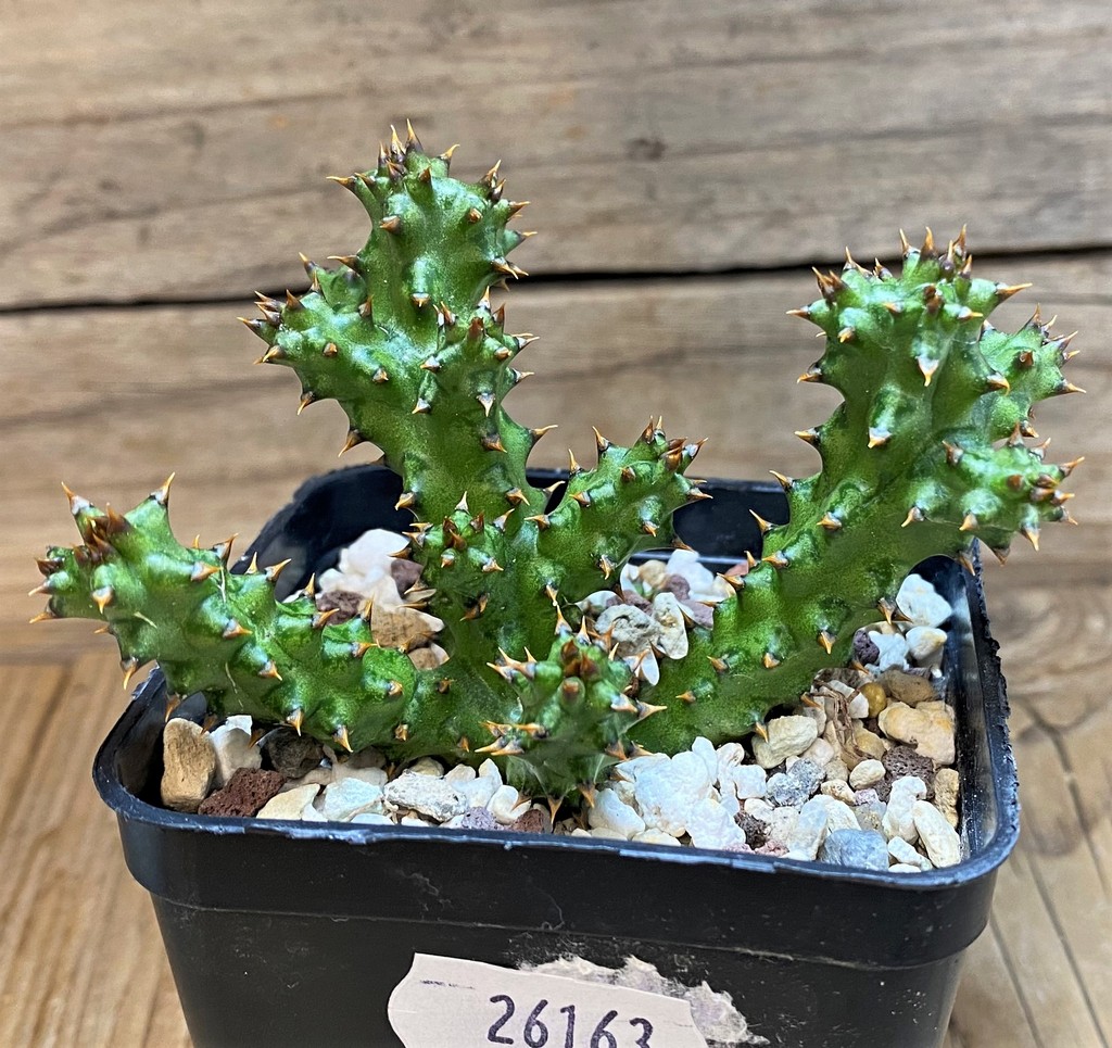 SH26163 Edithcolea grandis, seedling - Image 2