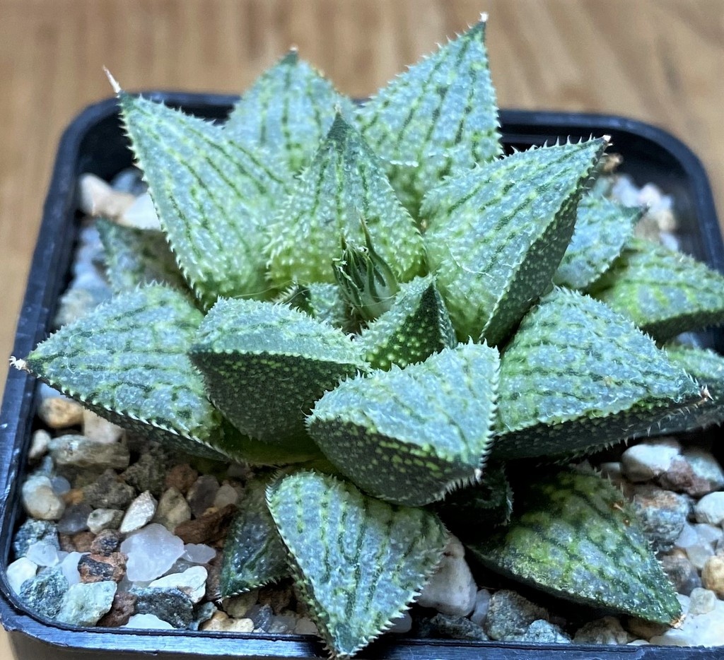 SH26456 Haworthia 'Snow Ball' hybrid - Image 2