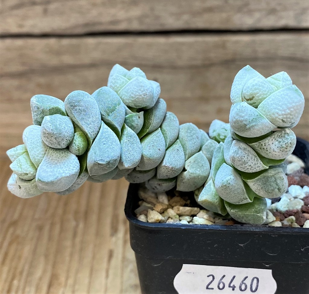 SH26460 Crassula deceptor - Image 3