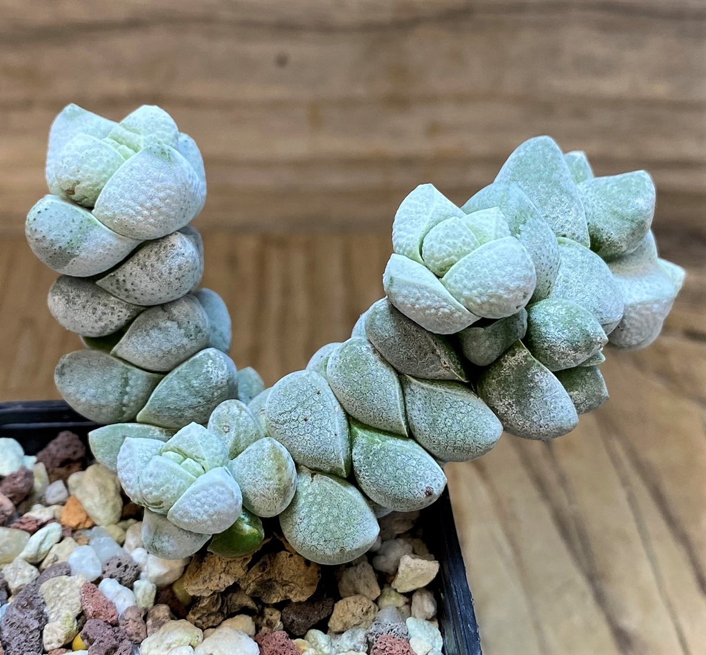 SH26460 Crassula deceptor - Image 2