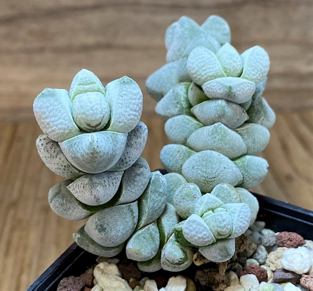 SH26460 Crassula deceptor