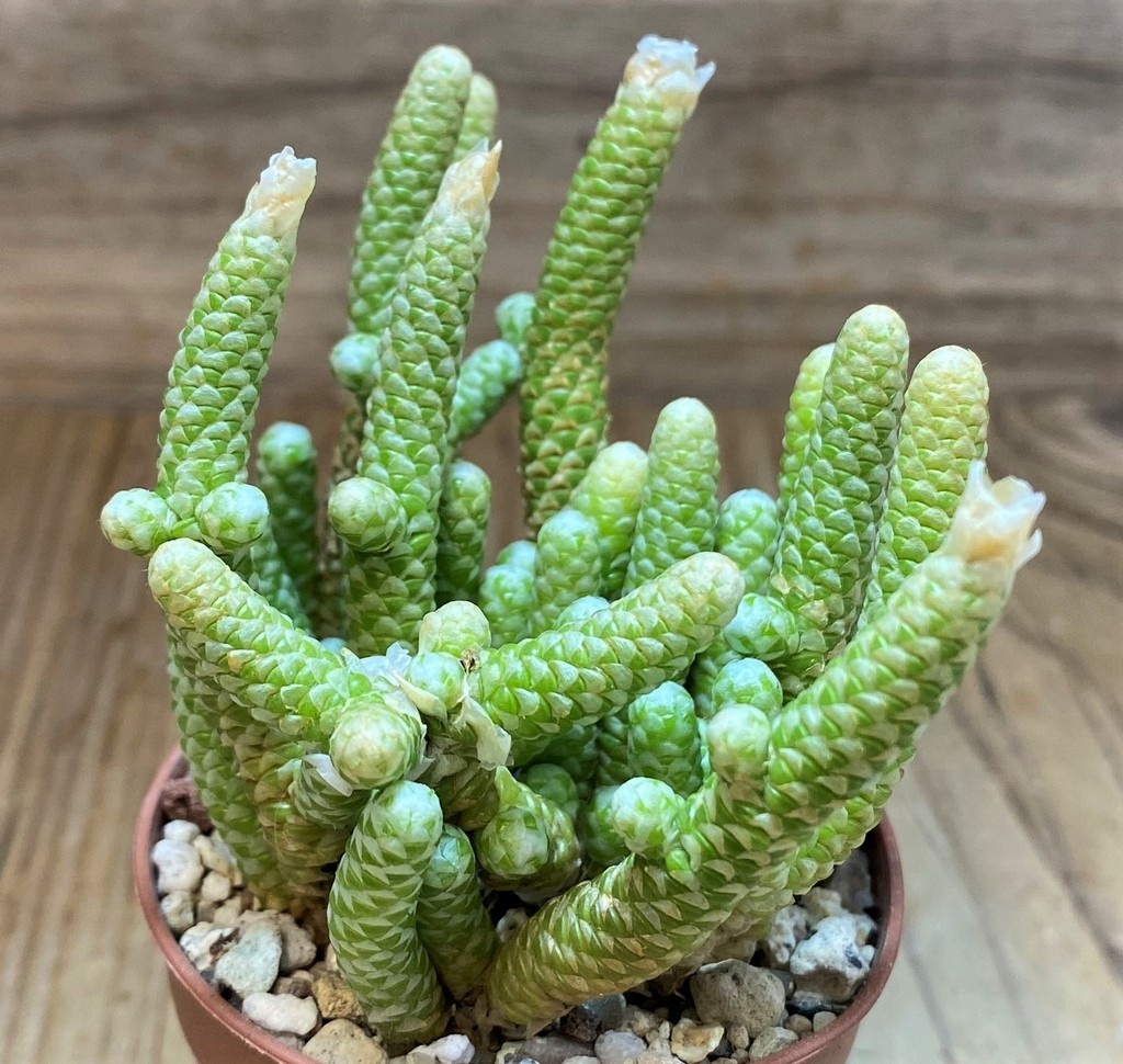 SH26463 Avonia papyracea
