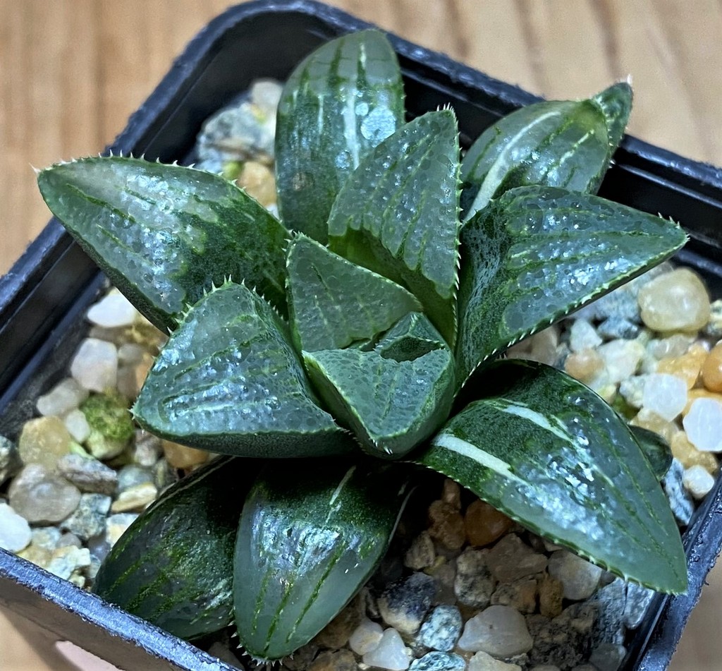 SH26427 Haworthia retusa f. variegata