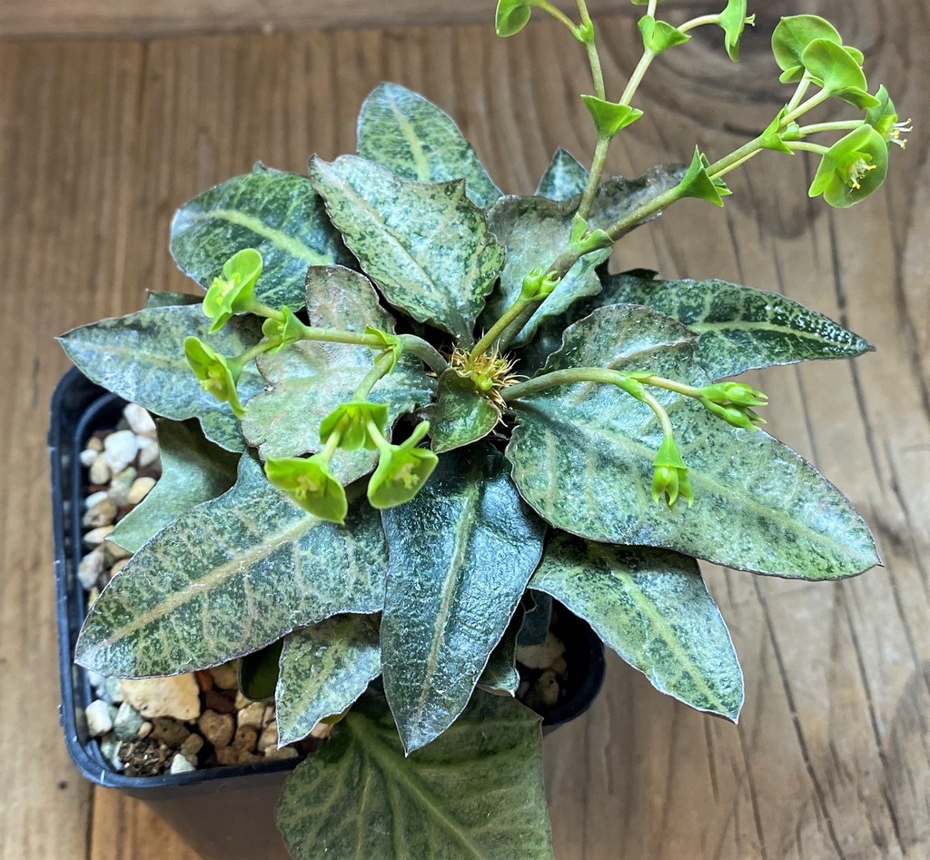 SH17766 Euphorbia francoisii hybrid