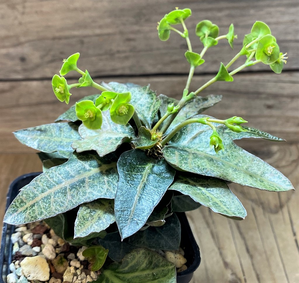 SH17766 Euphorbia francoisii hybrid - Image 2