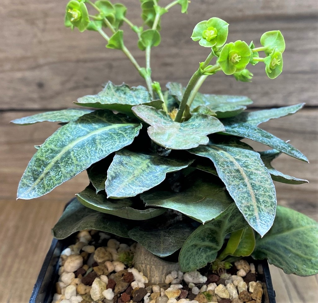 SH17766 Euphorbia francoisii hybrid - Image 3