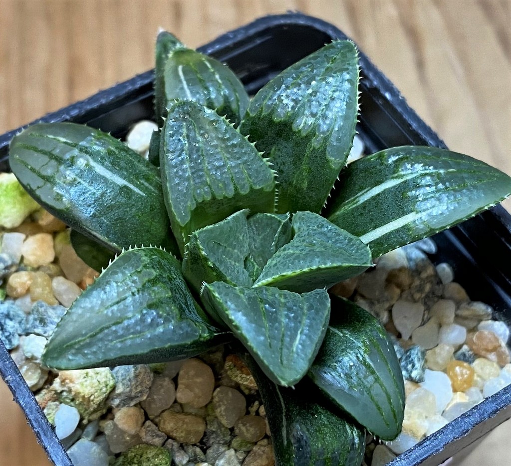 SH26427 Haworthia retusa f. variegata - Image 2