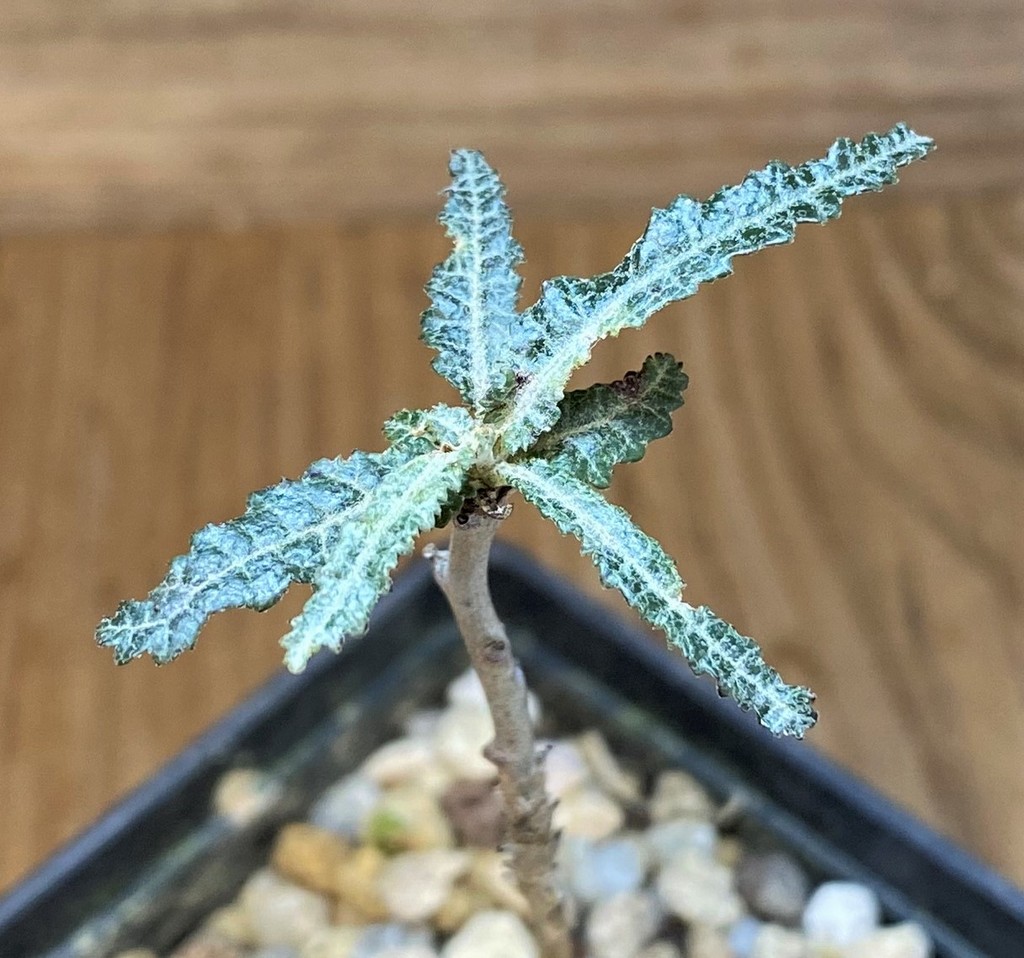 SH18180 Boswellia elongata