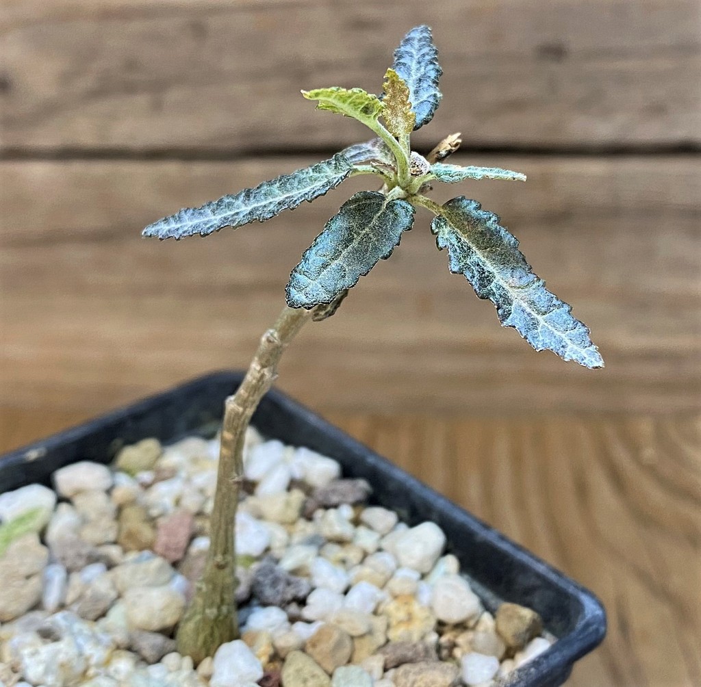 SH19921 Boswellia elongata