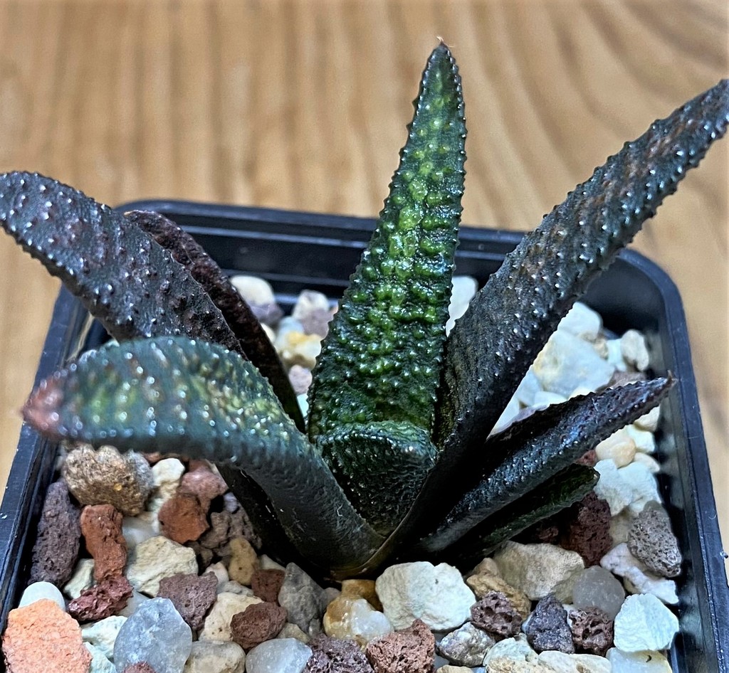 SH26428 Haworthia scabra x koelmaniorum