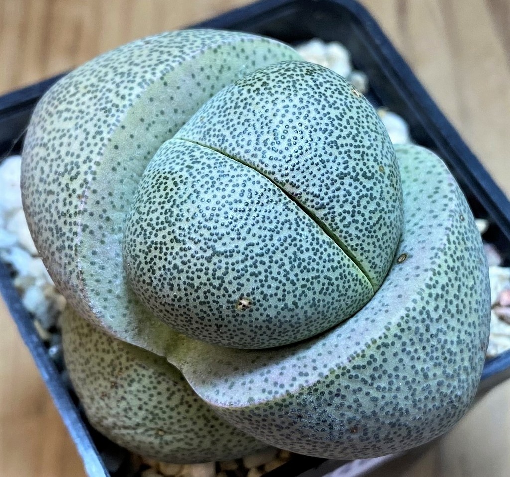 SH26466 Pleiospilos nelii