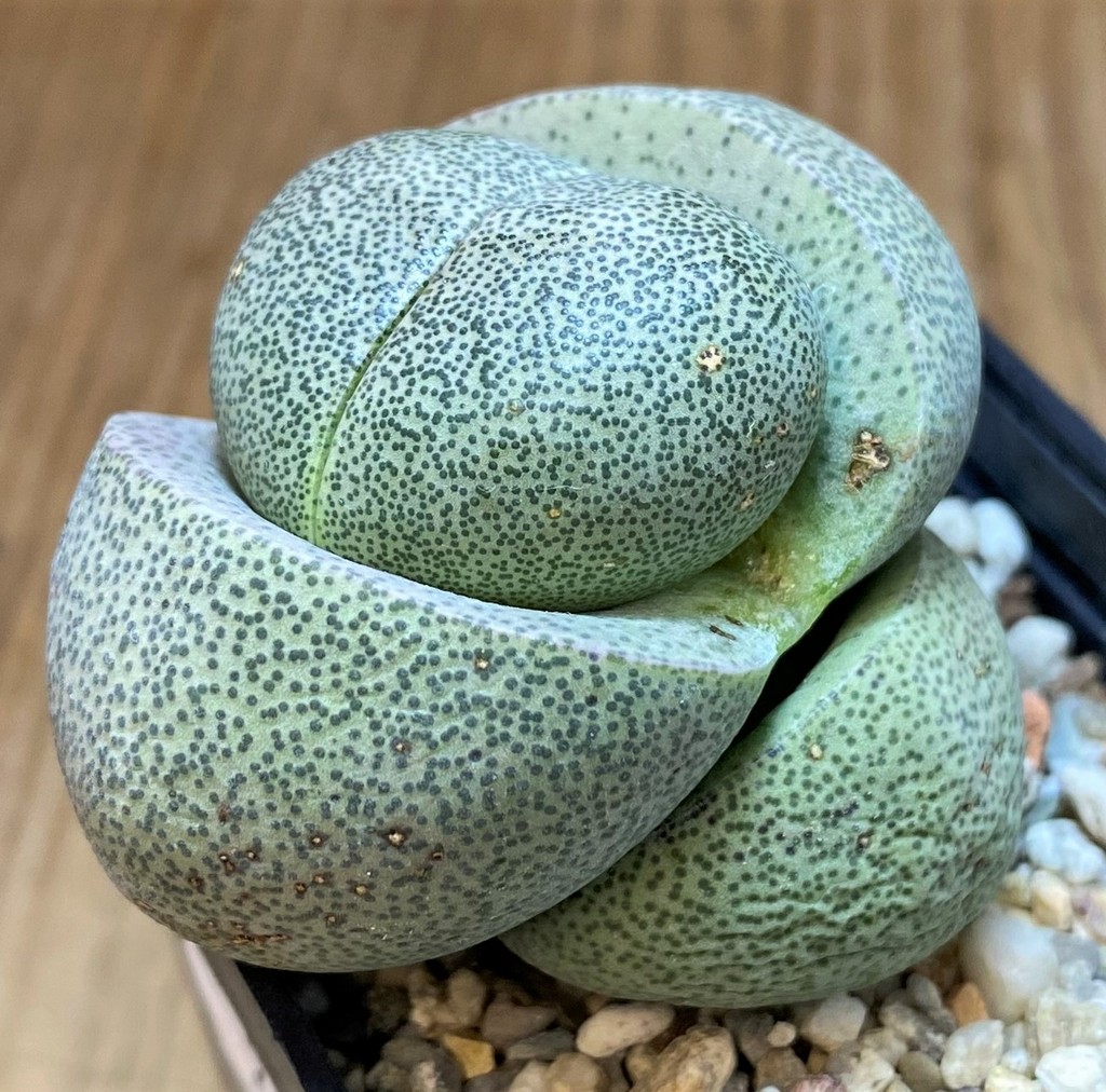 SH26466 Pleiospilos nelii - Image 2
