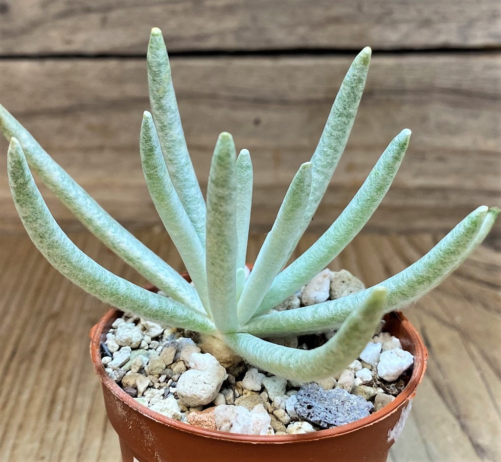 SH26467 Senecio scaposus - Image 2