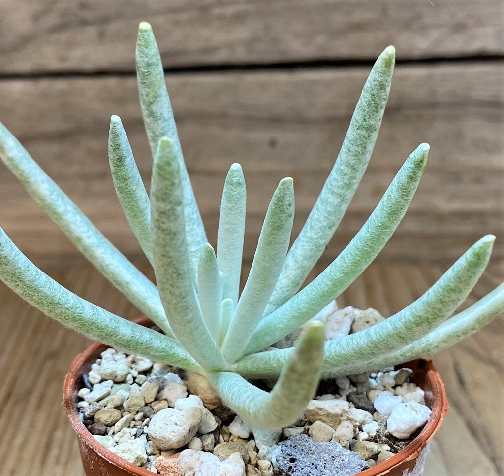 SH26467 Senecio scaposus
