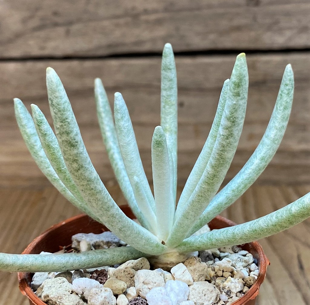 SH26467 Senecio scaposus - Image 3