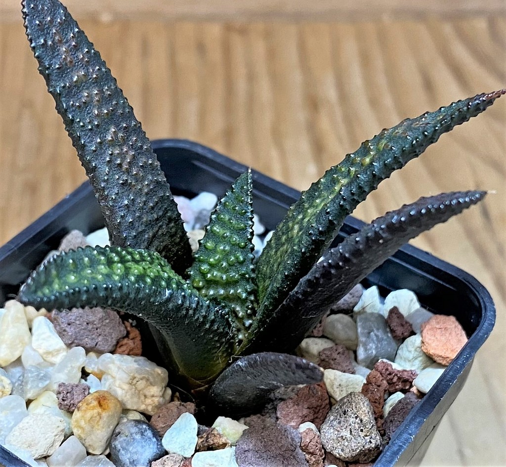 SH26428 Haworthia scabra x koelmaniorum - Image 2