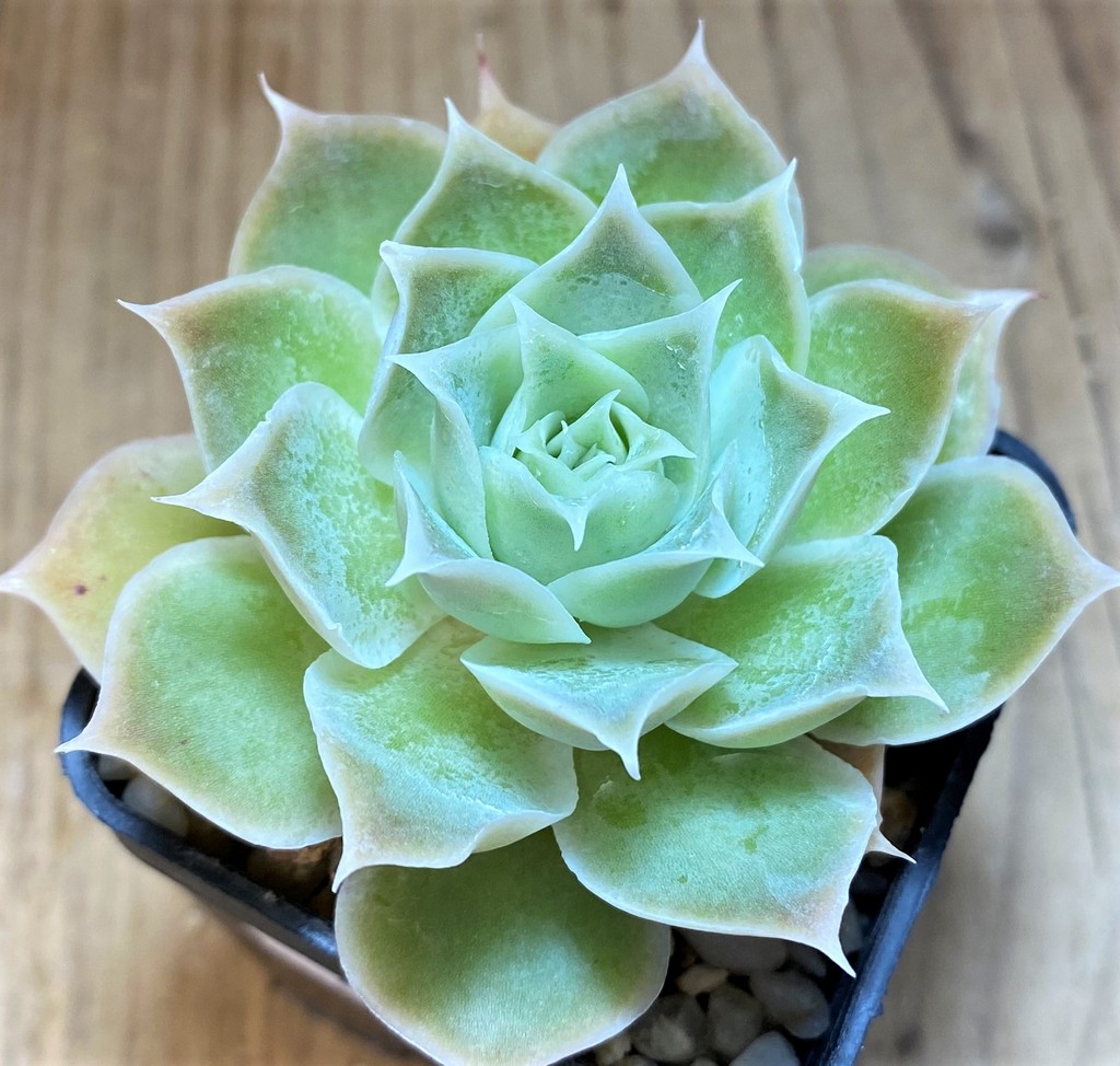 SH22994 Echeveria simulans 'Laguna Sanchez' - Image 2
